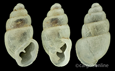 IMG_detallada/Carychium (Carychium) minimum.jpg